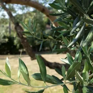 Agriturismo La Molara, foto 29